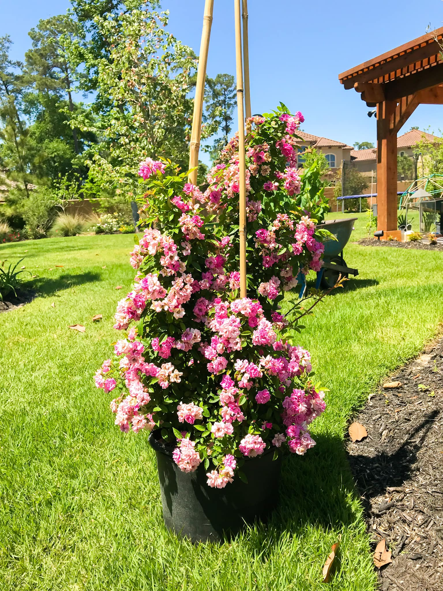 Irrigation project in Tomball