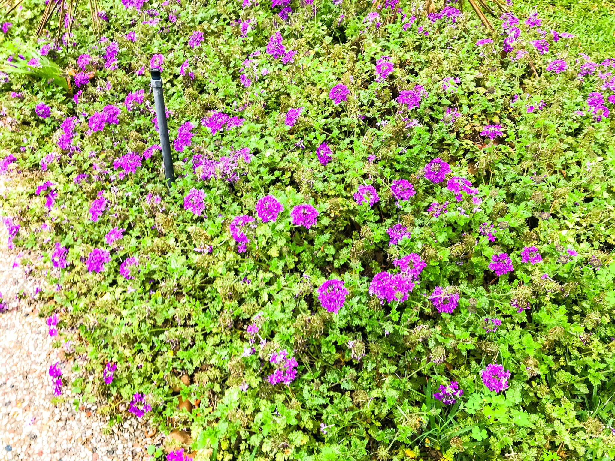 Irrigation project in Tomball